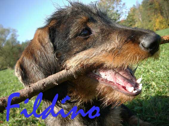 NovZubyčep kopie2.jpg