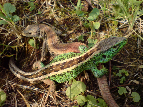 DSC00084.jpg