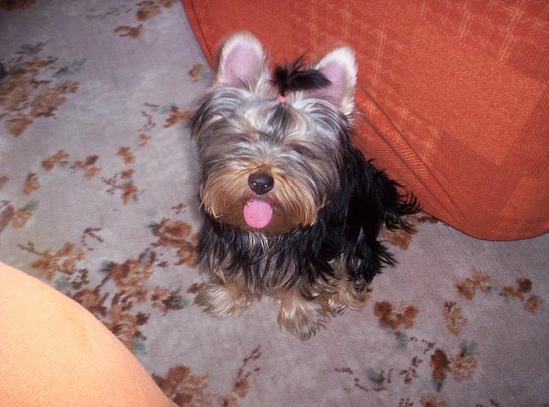 miláček rodiny (2).jpg